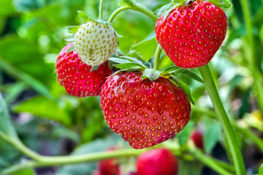 Strawberries are getting ripe in fields across the region. While Nova Scotia berries tend to be ready first, with PEI following a week behind, Newfoundland berries typically aren't in full swing until mid-July. - Contributed
