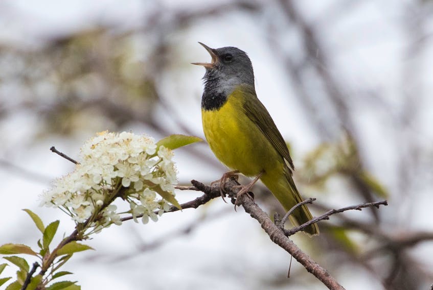The normally shy mourning warbler — overcome by its passion for singing — perches in the open to deliver its song.
