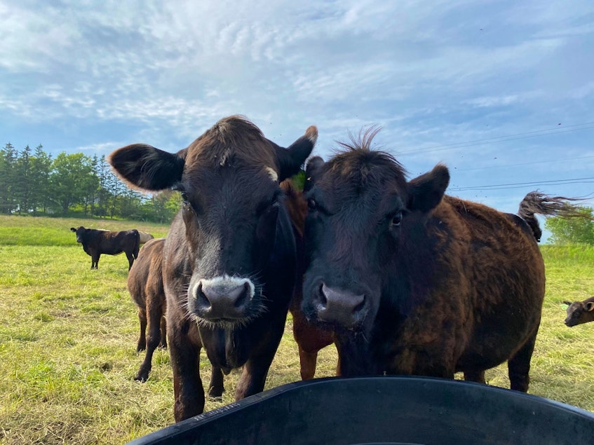 Angus cattle are the preferred breed at Kleiner Farms. They are naturally polled, easy keeping and the females are natural mothers.
CARLA ALLEN • TRICOUNTY VANGUARD - Carla Allen