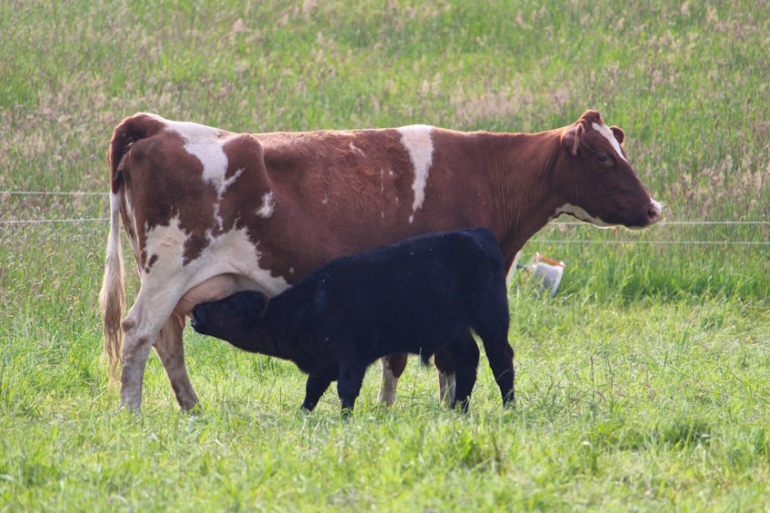 Mother and calf at Kleiner Farms.
CARLA ALLEN • TRICOUNTY VANGUARD - Carla Allen