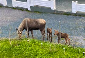 This female moose has been bringing her calves around Dave Keats’ home in St. Anthony for the last decade.