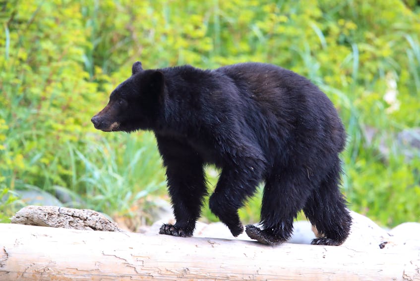 A stock photo of a black bear. Truro Police Services said they have recieved multiple reports of a black bear in the Truro area. Anyone that sees the bear is asked to stay away and give it space. 