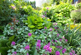 Lamium provides great groundcover where nothing else will grow. 