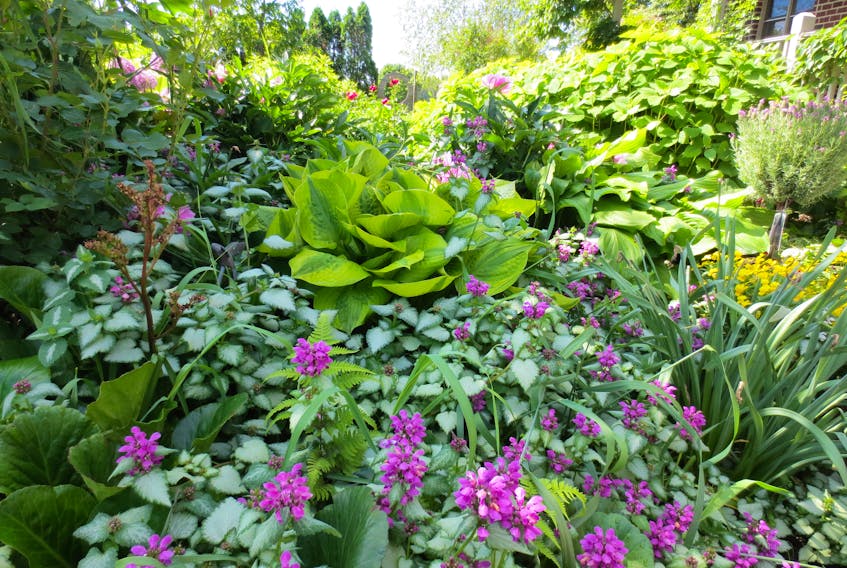 Lamium provides great groundcover where nothing else will grow. 