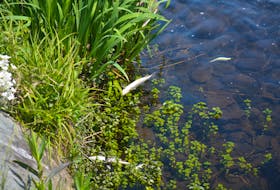 Something is killing fish in Forest Pond in Victoria and the Department of Fisheries and Oceans is investigating the cause. 