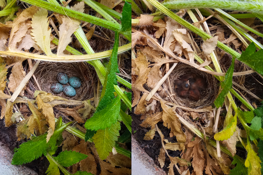 Sherry Bagnell and Lynn Patriquin of Bible Hill, N.S. found a sparrow who had laid a nest by their poppy plant. Later, the eggs hatched.  - Contributed