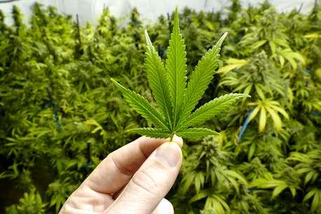 P.E.I. group agrees to buy cannabis producers FIGR East, Canada's Island Garden