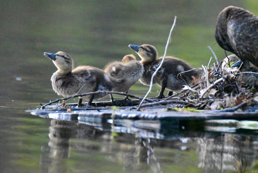 Amy Hutt enjoys taking photos of birds, such as these ducklings, from a distance. - Amy Hutt
