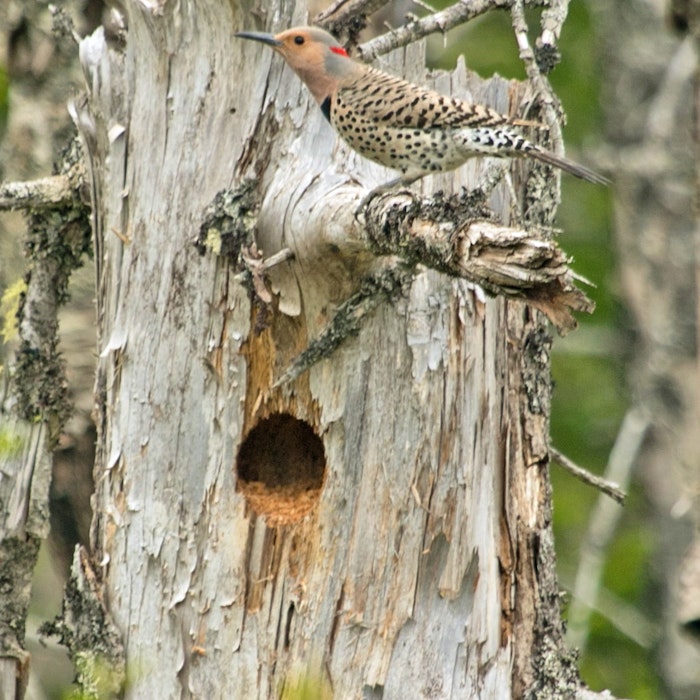 A northern flicker creating a nest cavity. Birds such as kestrels will take up the nest the following year. - Ross Hall - Contributed