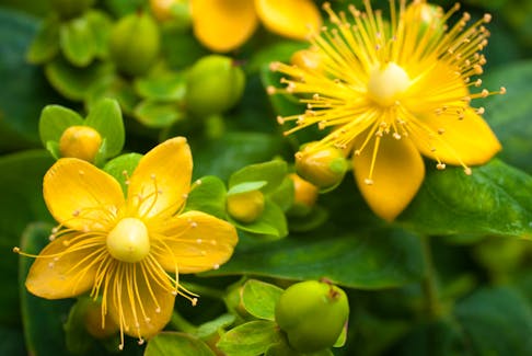 Around the time of the solstice, St. John's wort is considered a special plant because its bright yellow flowers look like the sun.