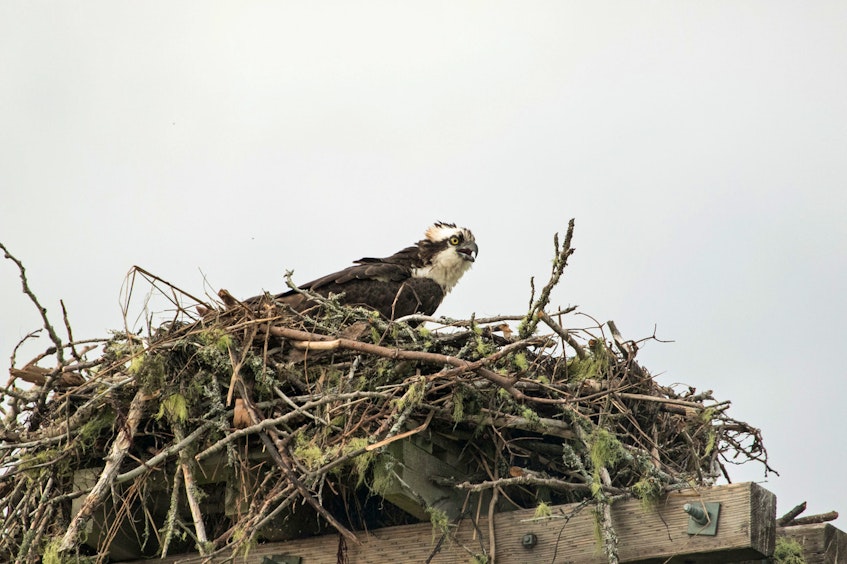 An osprey's nest composed of sticks. - Ross Hall - Contributed