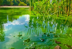 Blue-green algae on the surface of a lake. STOCK IMAGE