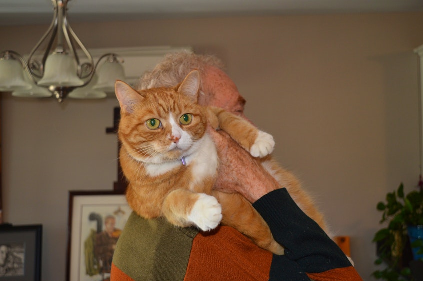 Dr. John DeMarsh said he loves his cats, including Tigger, although he admits they can be hard to handle when held. - Dave Stewart
