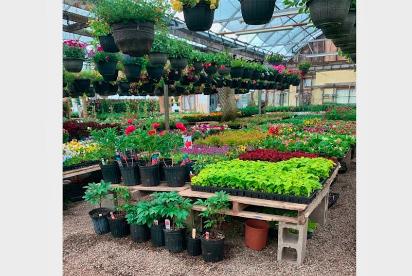 A variety of colourful flowers, hanging baskets, trees and shrubs are available at Gray’s Greenhouses in Addington Forks.