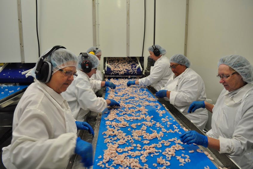 Workers process shrimp at a fish plant on Fogo Island, Newfoundland, during the 2019 season. CONTRIBUTED PHOTO