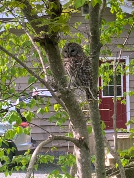 The Frasers don't' mind sharing their yard! Heather says that they are delighted by the sights and sounds of a nesting pair of barred owls in their backyard in Brookside, N.S. The owls are spotted almost daily in the trees behind their house. They hear their calls to one another every evening. Heather hopes that the pair will stay in the area. She says the owls are nature's answer to pest control.