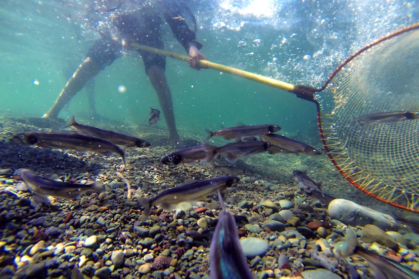 A school of capelin evade a dip net as someone tries to catch a meal of the small fish at Middle Cove beach Thursday. — Keith Gosse/The Telegram