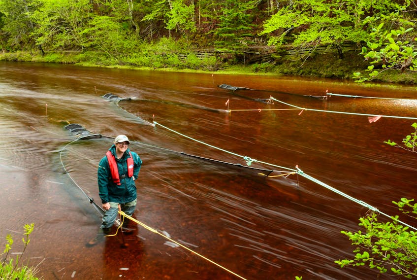 For the last three years, Cape Breton Highlands National Park resource conservation specialists like Sarah Penney, seen here, have been collecting juvenile salmon in the spring for adult rearing at the Aquatron. PARKS CANADA