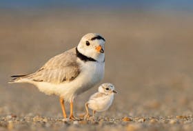 In 2020, there were only 12 breeding pairs of Piping Plover in Newfoundland and Labrador and fewer than 160 pairs in eastern Canada.  
