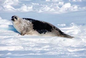 An adult harp seal. The latest data from Fisheries and Oceans puts the population at about seven million, based on 2017 research.