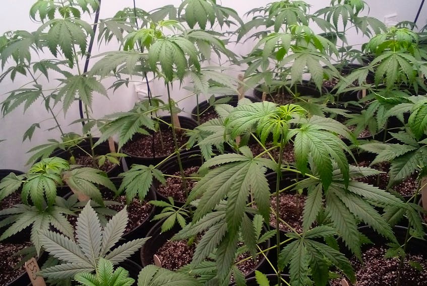 Annapolis Valley Craft Cannabis is waiting for an authorized buyer to come forward and purchase the yields from this season for a reasonable price. Government restrictions limiting sales options have left the owners wondering if the new business will succeed. - Contributed