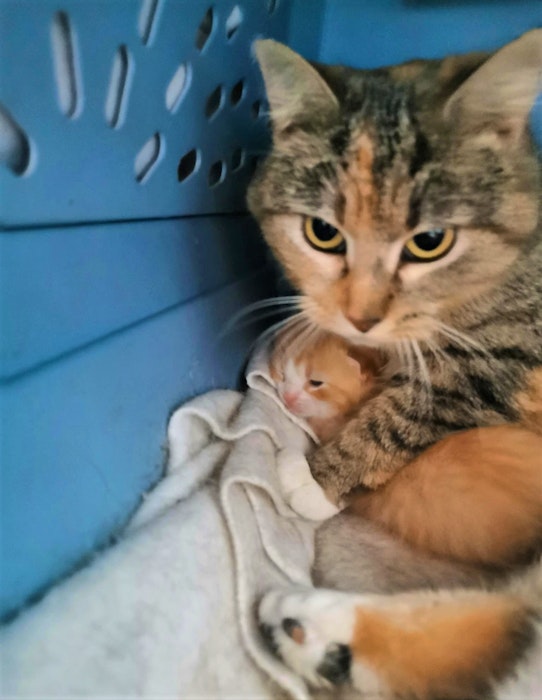 This female was abandoned during pregnancy before it was found and given to Cat Rescue Maritimes (CARMA).  - Contributed