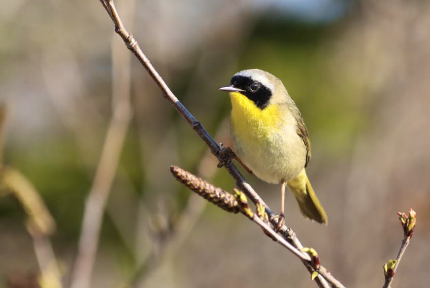 The Common Yellowthroat can be spotted at Hartlen Point.