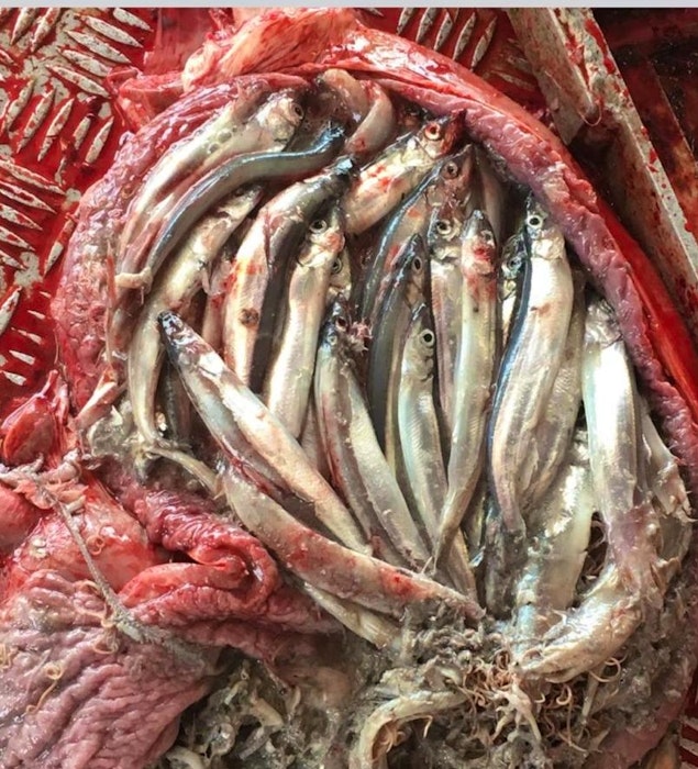 Bob Hardy supplied this photo of the contents of a seal stomach, saying it's more proof of the impact of pinnipeds on capelin stocks. - Contributed