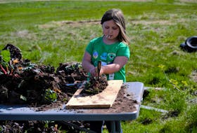 Charlotte Johnson, eight, helps at the family farm by dividing rhubarb roots.