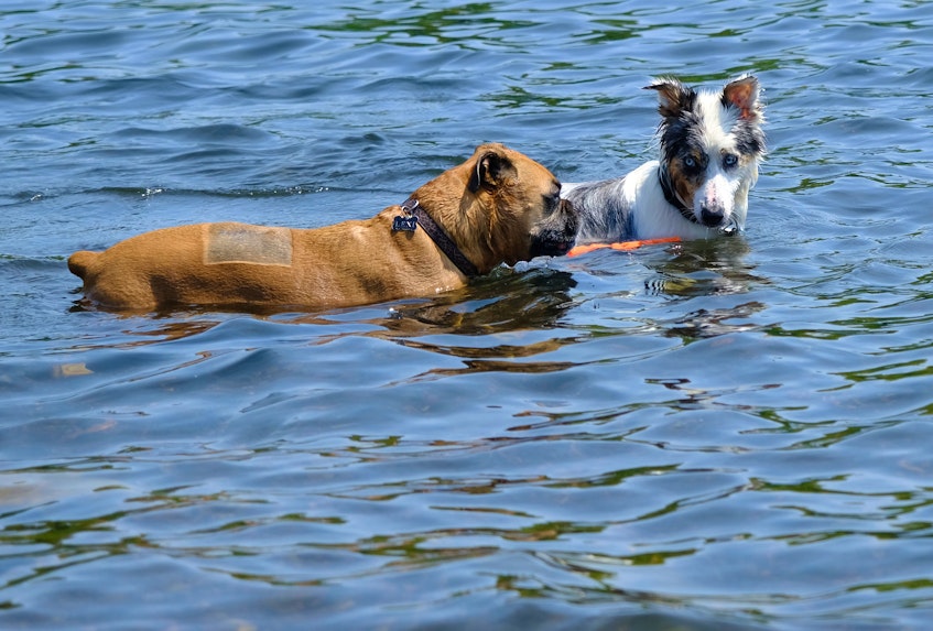 Hot dogs cool off in Lake Micmac in Dartmouth on June 7. - Tim  Krochak