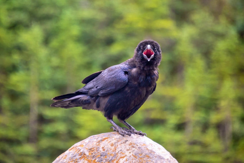 In June, and until early July, crows can become aggressive to protect fledglings as they emerge from the nest. - RF Stock