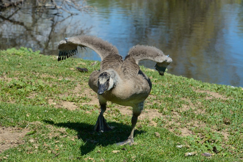 Canada geese are known for being aggressive. Issues with aggressive migratory birds, like geese, are the responsibility of the federal government. - RF Stock