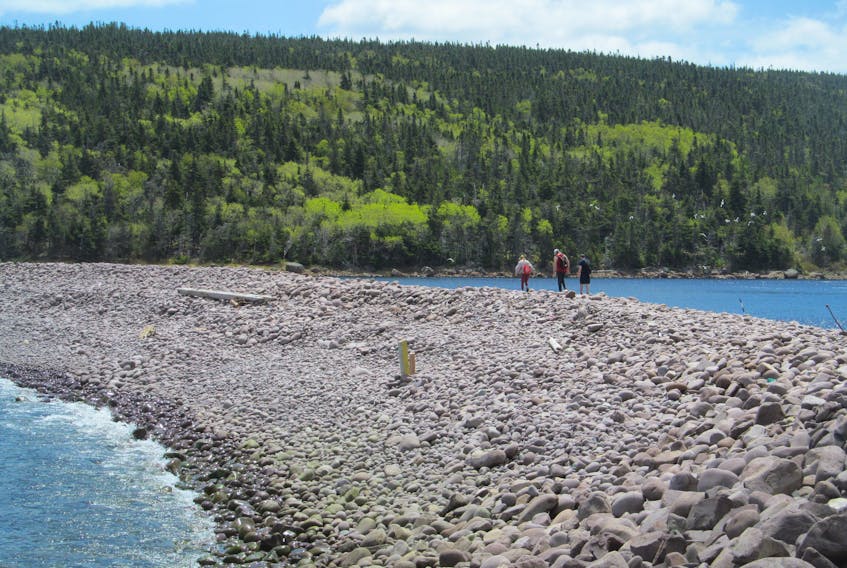 With warmer weather arriving in Newfoundland’s Avalon Peninsula, many folks have been out hiking in our beautiful natural environment. Janny VanHouwelingen of St. John’s sent this photo of hikers on the Freshwater Bay Barachois, on Deadman’s Bay path between Blackhead and Fort Amherst, an 11-km distance with almost continuous ocean views.
