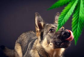 As recreational cannabis use increases, so has the number of calls regarding dogs who have accidentally consumed cannabis products.