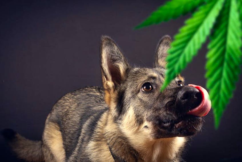 As recreational cannabis use increases, so has the number of calls regarding dogs who have accidentally consumed cannabis products.