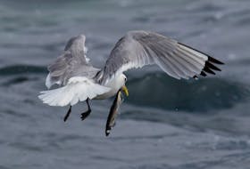 A kittiwake hurries off with a capelin it captured in the shallows off a beach in Witless Bay.