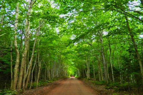 New Harmony Heritage Road in Prince Edward Island features an enclosed canopy forest stretching just over a kilometre. It's part of the Designated Scenic Heritage Roads on the Island. - Tourism PEI photo