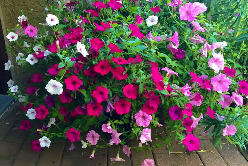 Petunias are most fragrant when blooms are fully opened.