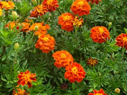 I like marigolds, but they are probably not a popular choice for a wedding bouquet. Grandma Says perhaps they should be!