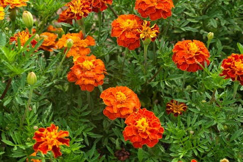 I like marigolds, but they are probably not a popular choice for a wedding bouquet. Grandma Says perhaps they should be!