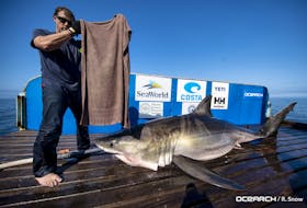 Helena the white shark on board the Ocearch to be tagged.