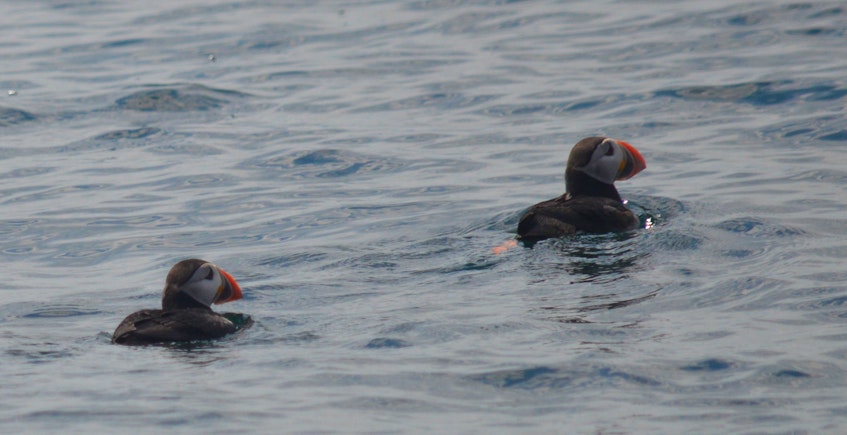 Puffin Lady Looking To Sell Bird Islands Tour Business In Cape Breton