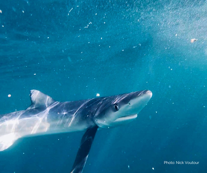Since 2013, OTN has led a special study using long-life acoustic tags and satellite tags to track a population of blue sharks known to spend part of their life in the Northwest Atlantic. Tagging activities have been nested within a Dalhousie University undergraduate course. Photograph: Nick Voutour - Contributed