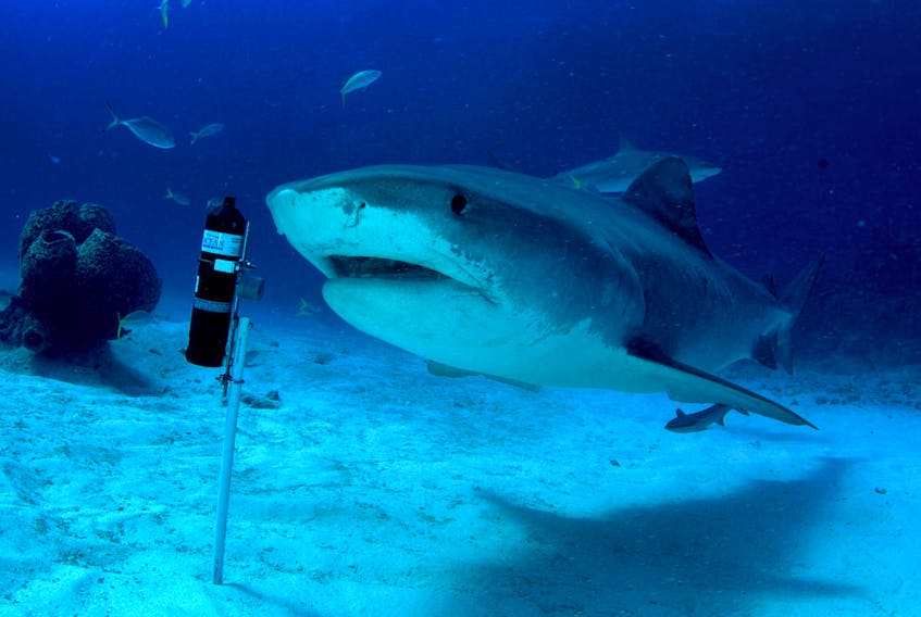 July 15, 2021 - A tiger shark investigates an OTN station deployed by the University of Miami collaborators in the Bahamas. Photograph: Jim Abernethy