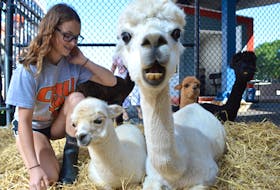 Albert Bridge Alpacas farm volunteer Nikki Magliaro looks on as Tennessee Honey, front and centre, glares at the photographer while her cria, or baby, called Ginger Gem. Tennessee Honey will be at the Joan Harriss Cruise Pavilion on the Sydney waterfront from 10 a.m. to 4 p.m. today. CAPE BRETON POST