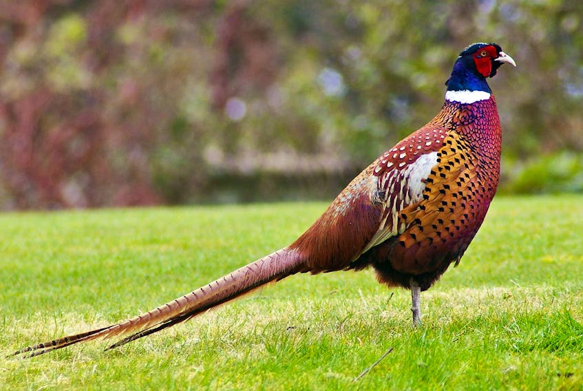 A ring-necked pheasant.