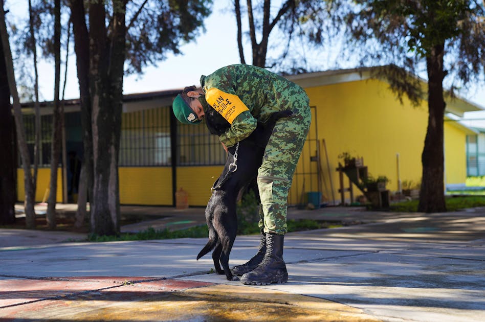 Street dogs find homes, vocations after being rescued by Mexican army |  SaltWire