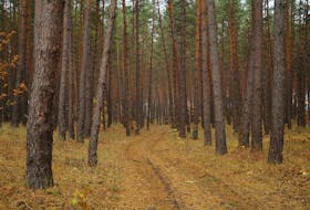 Nova Scotia is implementing a series of guidelines on how to manage its Crown land forests.