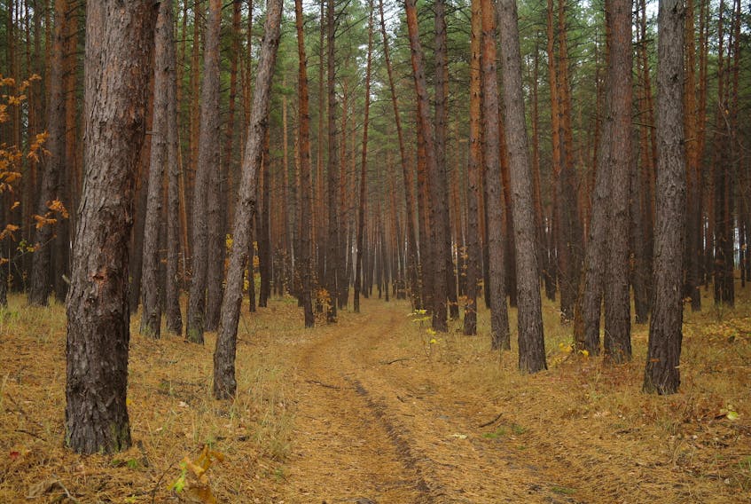 Nova Scotia is implementing a series of guidelines on how to manage its Crown land forests.