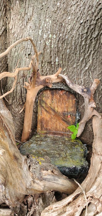 Kernaghan fashioned this otherworldly door into her tree out of Styrofoam. - Colin MacLean